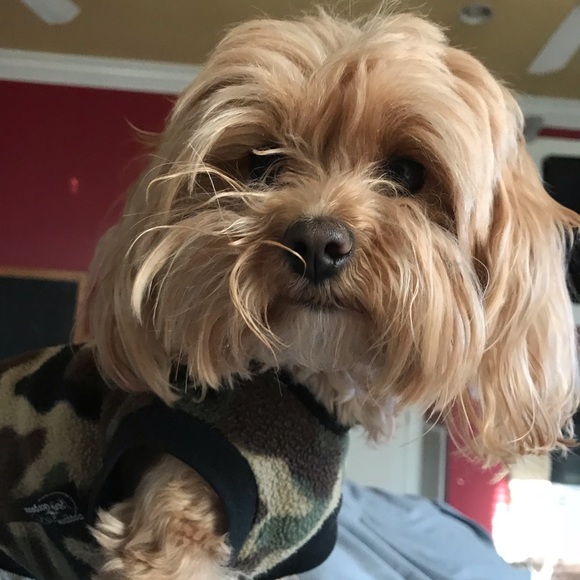 Meet your Posher, Renee - Picture 1 of 1